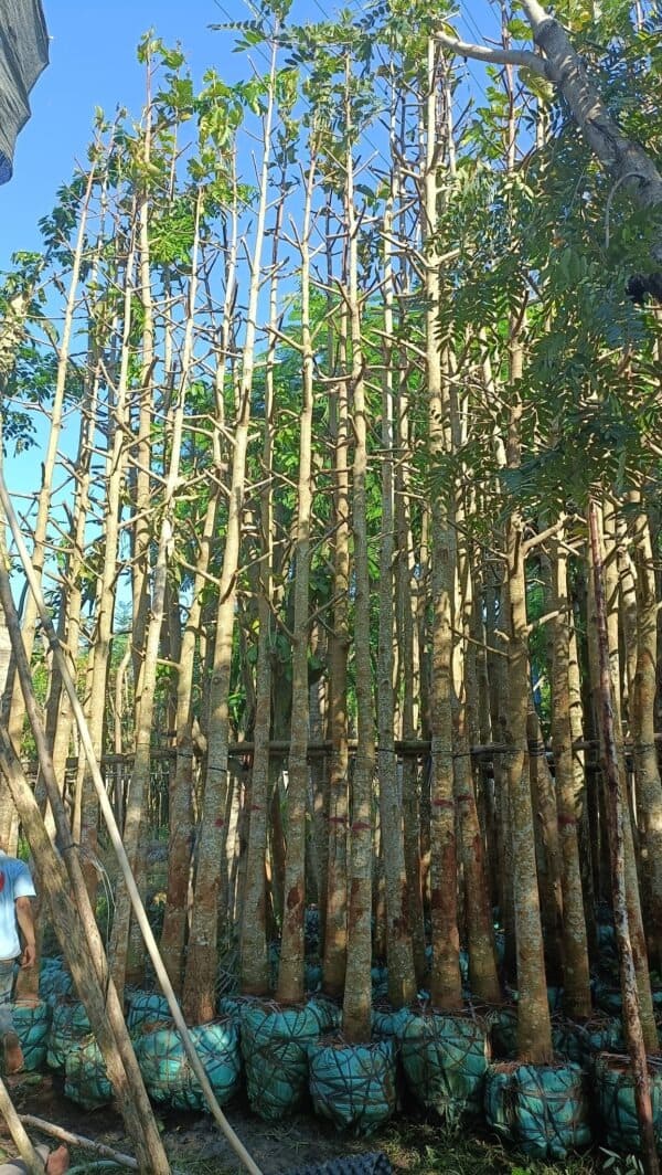 Cây Dầu Rái 8 Cây dầu rái giống