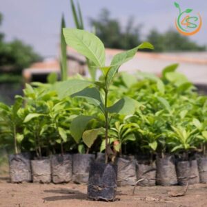 cay-gia-ty-cay-go-tech-cay-giong-4s