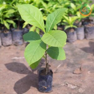 cay-gia-ty-cay-go-tech-cay-giong-4s