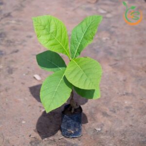 cay-gia-ty-cay-go-tech-cay-giong-4s