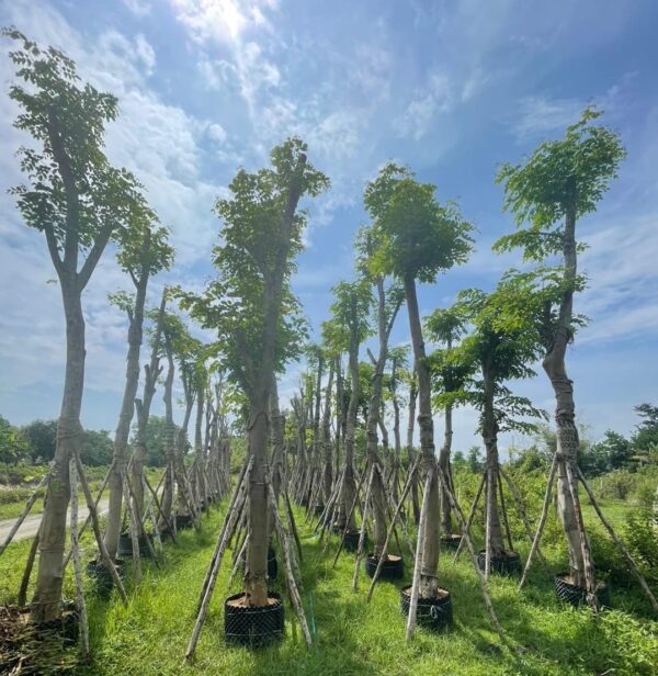 Cây giáng hương công trình 14 bán cây giáng hương công trình