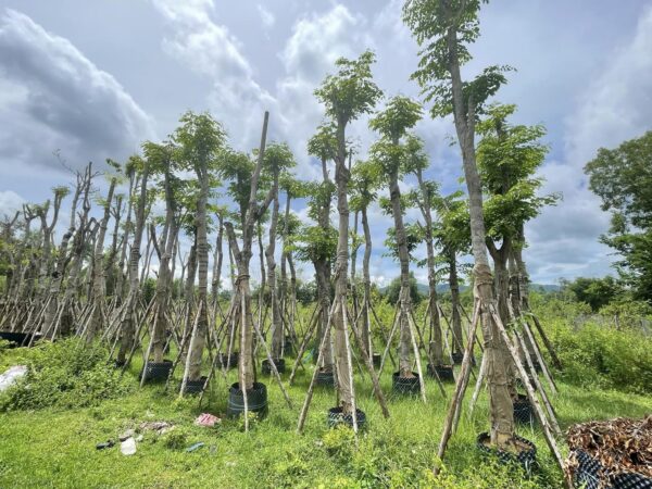 Cây giáng hương công trình 13 cay giang huong cong trinh 4 e1703613072732