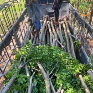 cây giáng hương đuôi cong công trình giá rẻ