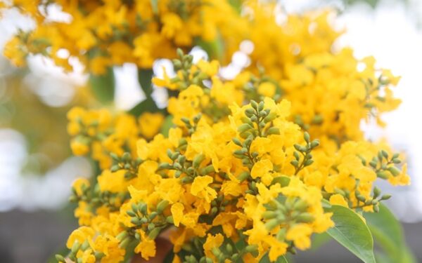 Cây giáng hương công trình 9 Hoa cây giáng hương công trình