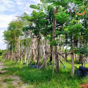 cây giáng hương đuôi cong