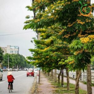 cây giáng hương đuôi cong