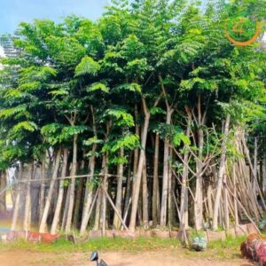 cây giáng hương đuôi cong