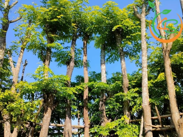 Cây Giáng Hương 9 cây giáng hương giống