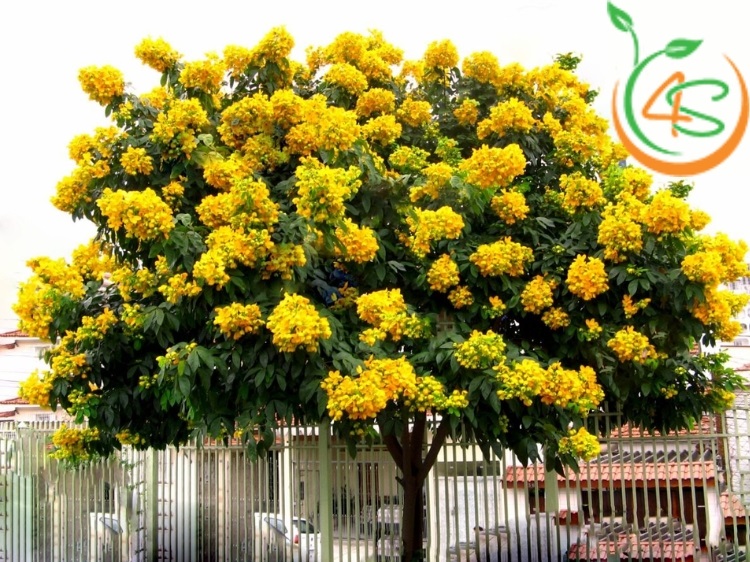 Cây Giáng Hương 11 cây giáng hương giống