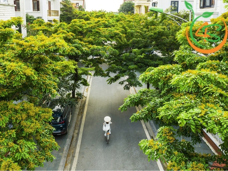 Cây Giáng Hương 13 cây giáng hương giống