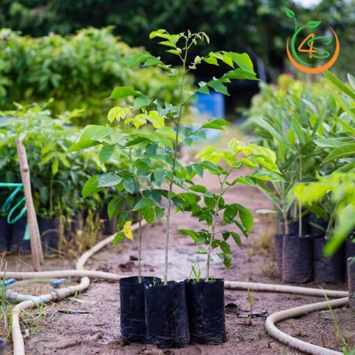 cây giáng hương giống