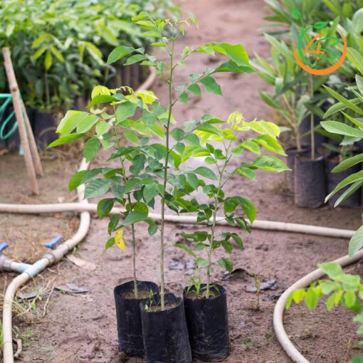 cay-giang-huong-giong-4s-08578