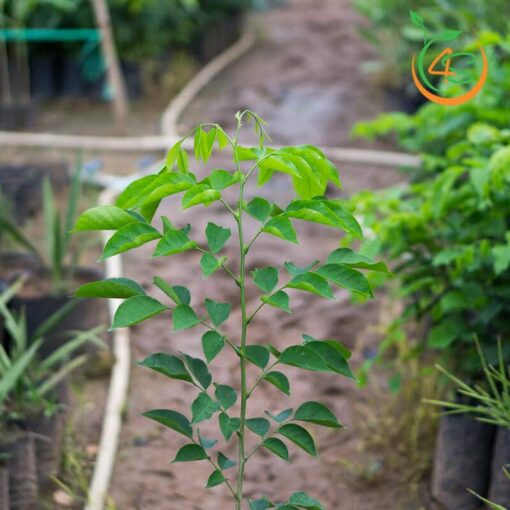 cay-giang-huong-giong-4s-08578