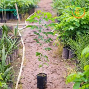 cay-giang-huong-giong-4s-08578