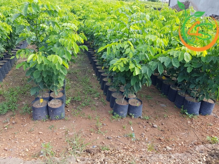 Cây Giáng Hương 17 cây giáng hương giống