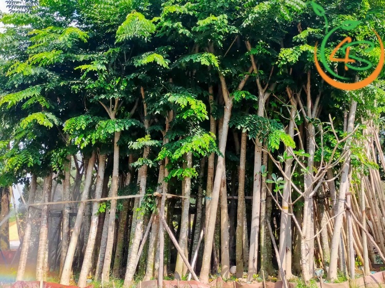 Cây Giáng Hương 16 cây giáng hương giống