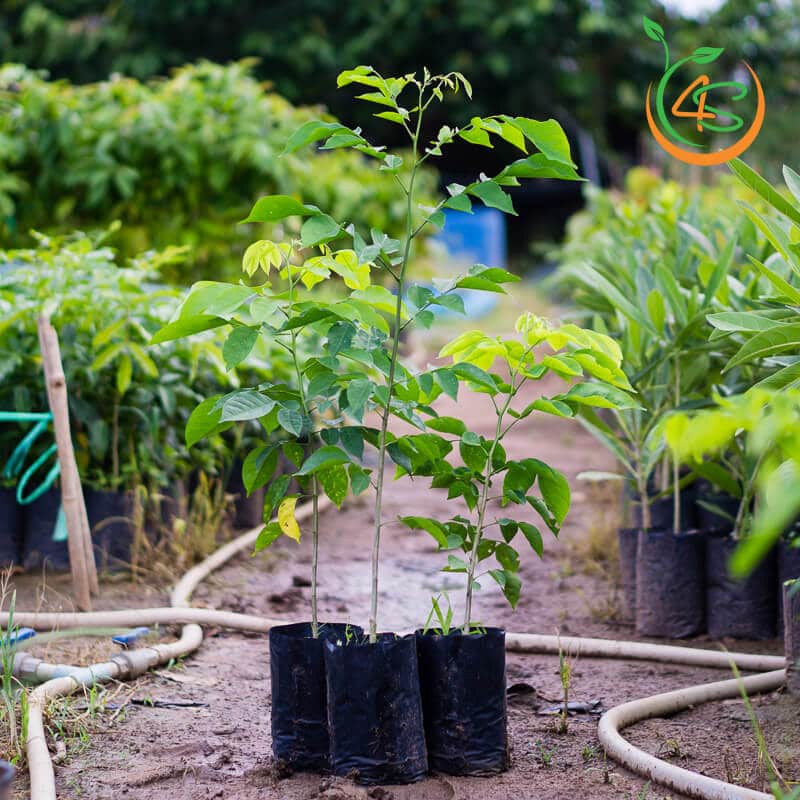 Cây Giáng Hương 14 cây gỗ hương giống