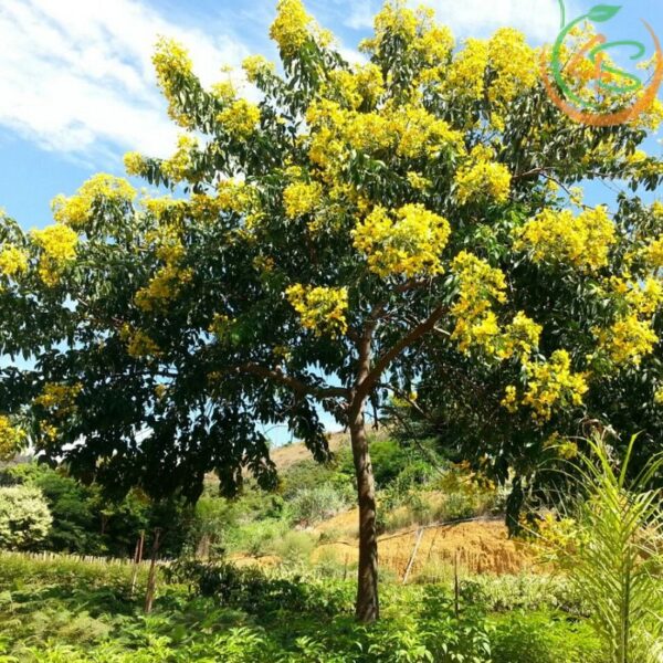 Cây giáng hương công trình 8 cây giáng hương công trình