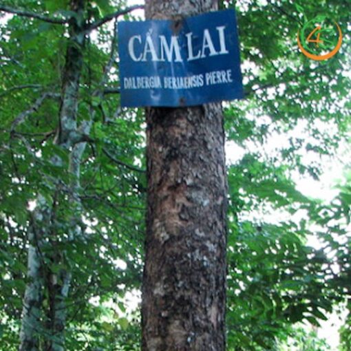 cây cẩm lai công trình bóng mát