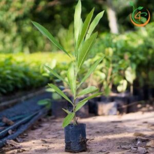 cay-giong-cong-trinh-chuong-vang