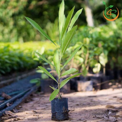 cay-giong-cong-trinh-chuong-vang