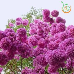 cay-giong-phong-linh-vang-tim-