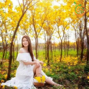 cay-giong-phong-linh-vang-tim-