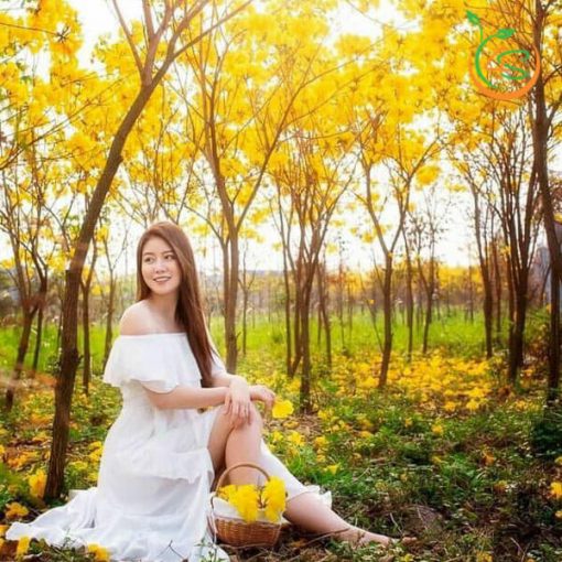 cay-giong-phong-linh-vang-tim-