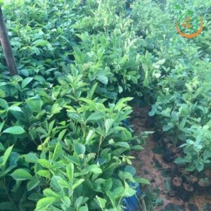 cay-giong-phong-linh-vang-tim-