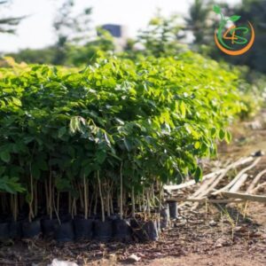 cây gõ đỏ giống