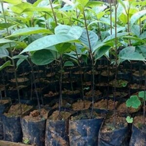 cây gù hương giống