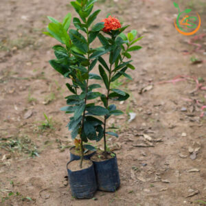 cay-hoa-mau-don-cay-trang-