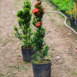 cay-hoa-mau-don-cay-trang-