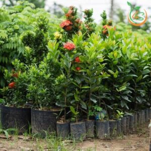 cây trang vàng (hoa mẫu đơn)