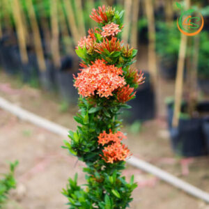 cay-hoa-mau-don-cay-trang-