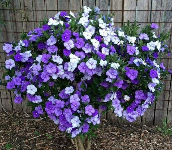 Cây Lài Nhật 16 Cây Lài Nhật tại Cây Giống 4S