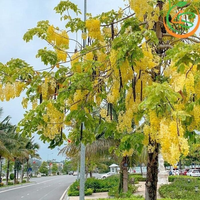 Cây Osaka hoa vàng công trình (muồng hoàng yến) 9 Hoa Osaka vàng công trình