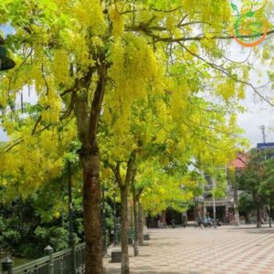 cây hoa osaka vàng công trình bóng mát