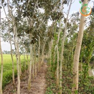 cây hoa osaka vàng công trình bóng mát đường phố