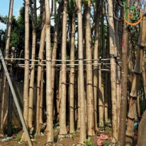 cây phượng vĩ công trình (cây phượng đỏ) chất lượng