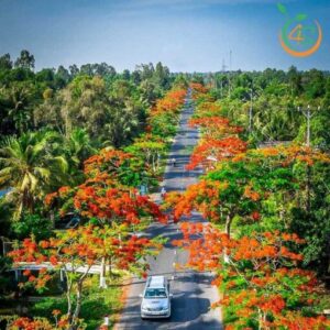 cây phượng vĩ công trình bóng mát