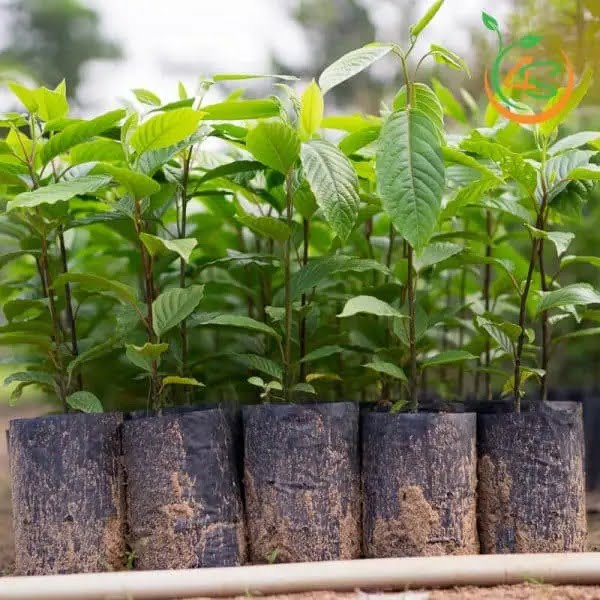 Cây Hoàng Lan 11 cây giống hoàng lan