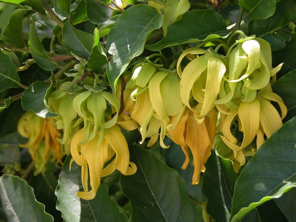 Cây Hoàng Lan 8 cây hoàng lan