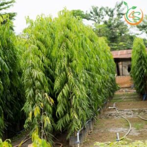 cây hoàng nam 2m, 3m tại vườn cây 4s