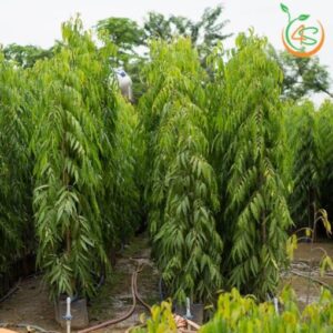 cây hoàng nam 2m, 3m