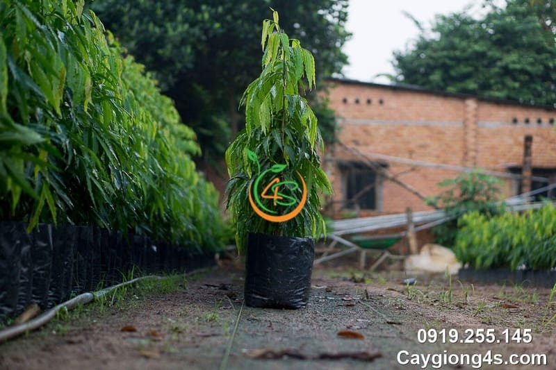 Cây Hoàng Nam (liễu Ấn Độ) 7 Giống Cây hoàng nam cao 1-1,5m