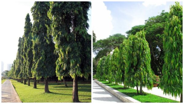 Cây Hoàng Nam (liễu Ấn Độ) 6 Cây Hoàng Nam thích hợp trồng trong khu đô thị