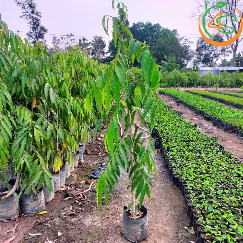 Cây hoàng nam công trình (liễu Ấn Độ) 9 Hình ảnh cây Hoàng Nam Công trình