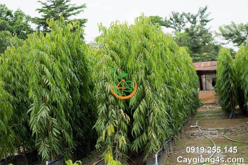 Cây Hoàng Nam (liễu Ấn Độ) 9 mua cây hoàng nam giống