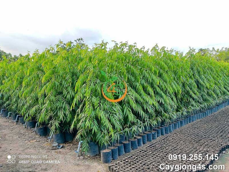 Cây Hoàng Nam (liễu Ấn Độ) 10 giá giống cây hoàng nam